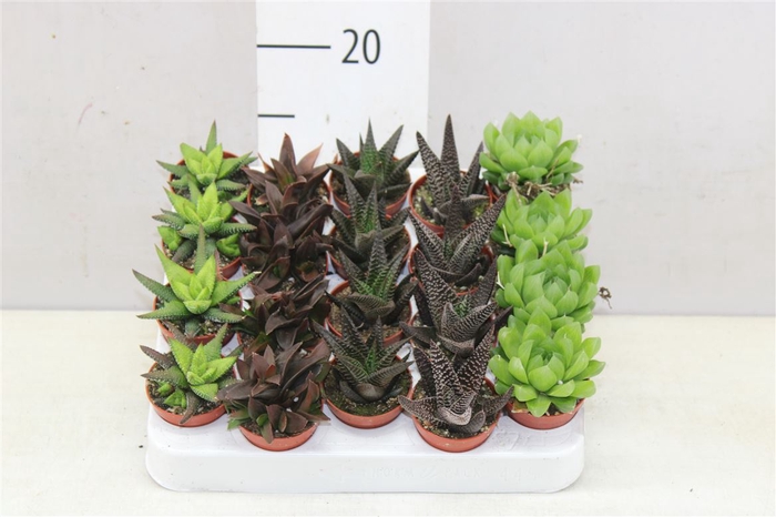 <h4>Haworthia Mix</h4>