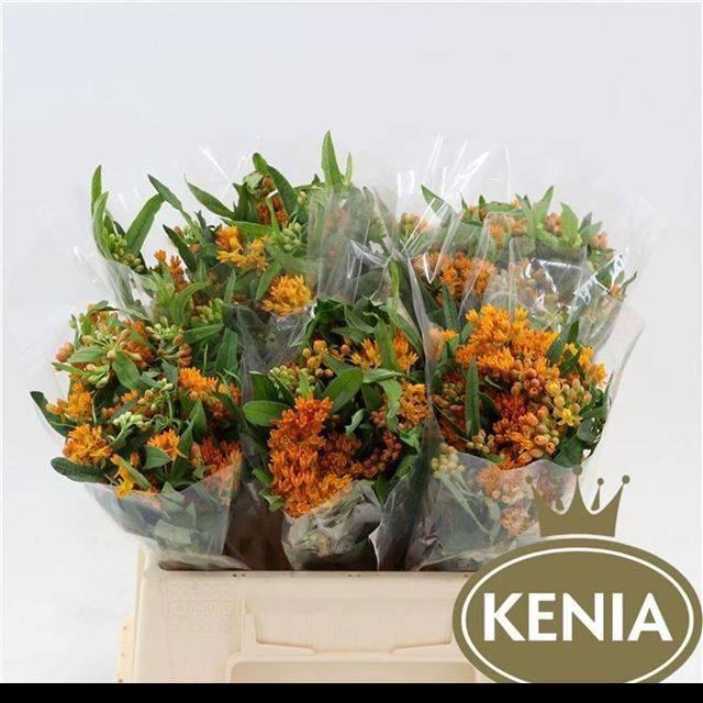 <h4>ASCL TUBEROSA</h4>