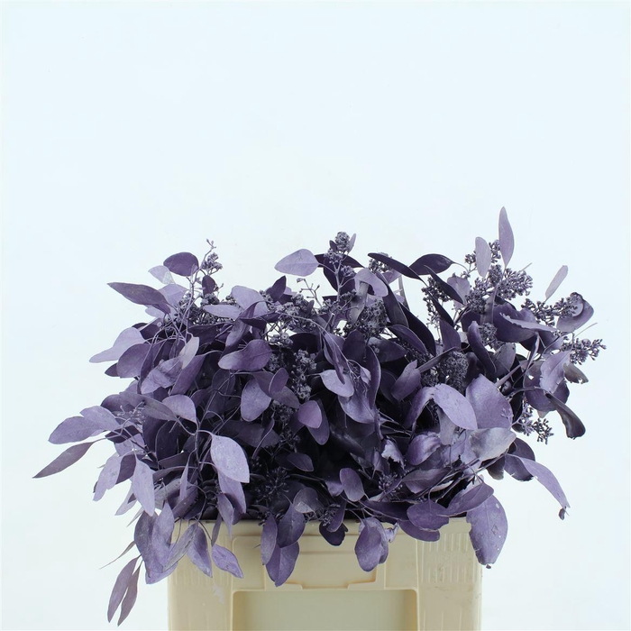 <h4>Euca Klb Populus Bes Metallic Paars 300gr</h4>