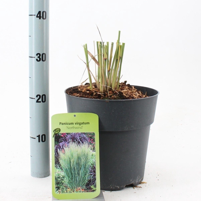 Panicum virgatum