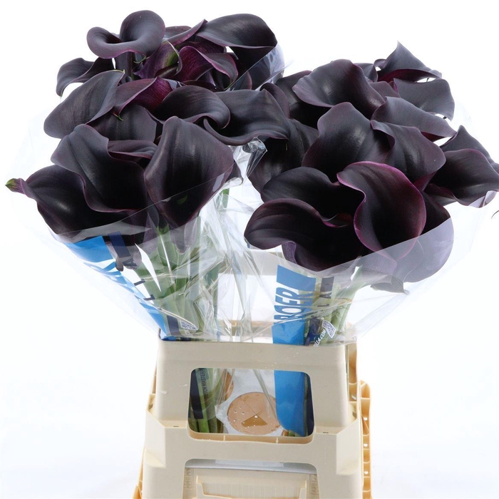 <h4>Calla Carrera</h4>