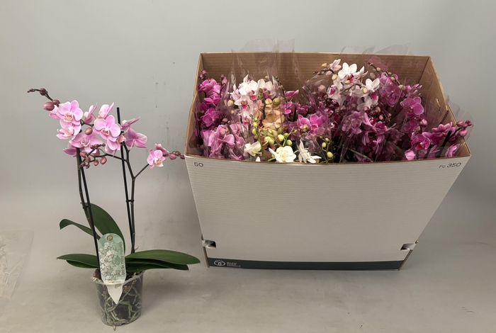 <h4>PHAL MF GEM 8 KL</h4>