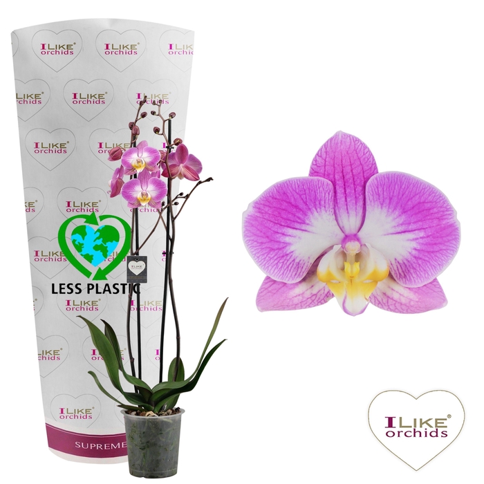 <h4>Phalaenopsis Split - 2 tak 70cm (Less Plastic)</h4>
