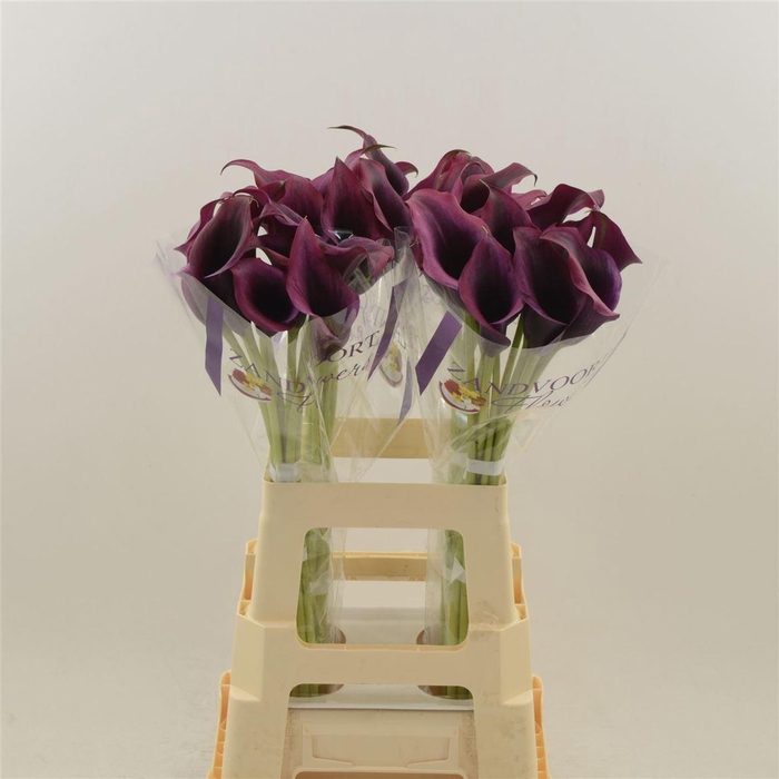 <h4>Calla Dior | Dubbelbloemig</h4>