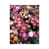 HELICHRYSUM OV ROSE