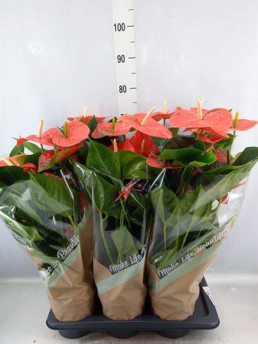 <h4>Anthurium andr. 'Delicia'</h4>