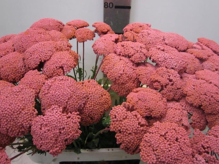 <h4>Achillia Rose</h4>
