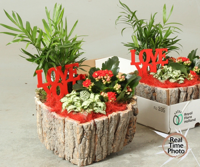 <h4>ARR KAMERPL</h4>