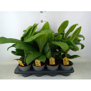 Planten   ...green L%