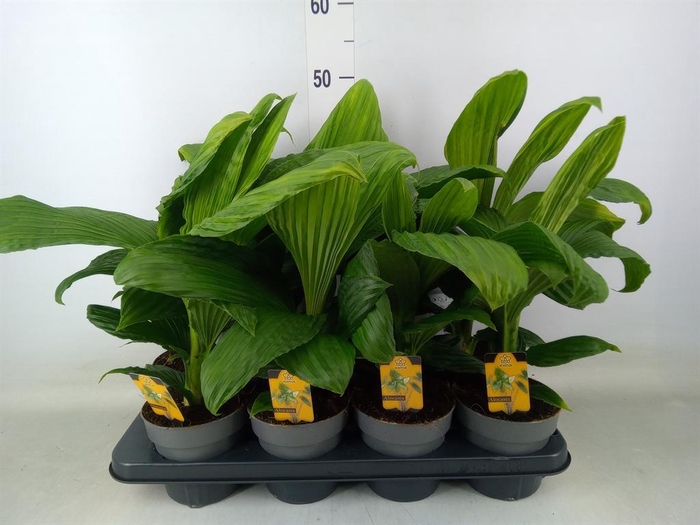 <h4>Planten   ...green L%</h4>