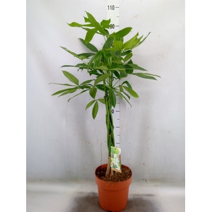 Pachira aquatica