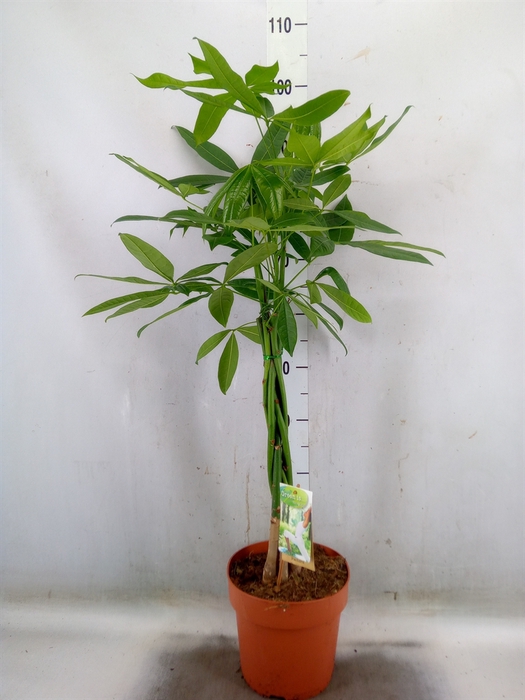 <h4>Pachira aquatica</h4>