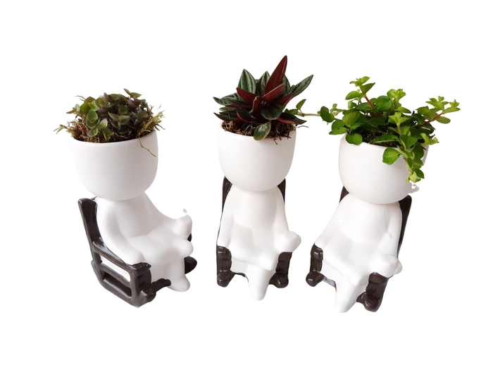 <h4>Arr.   Kamerplant Groen L%</h4>