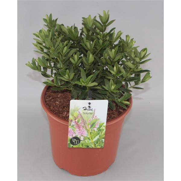 <h4>Hebe 'Mette' C5</h4>