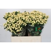 Hypericum Magical White Prince