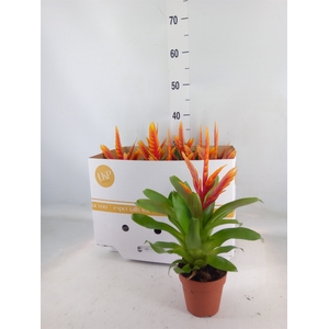 Vriesea  'El Dorado'
