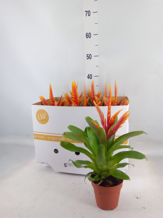 <h4>Vriesea  'El Dorado'</h4>