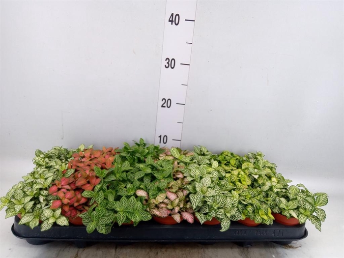 <h4>Fittonia ...mix 7</h4>
