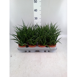Sansevieria  'Fernwood'