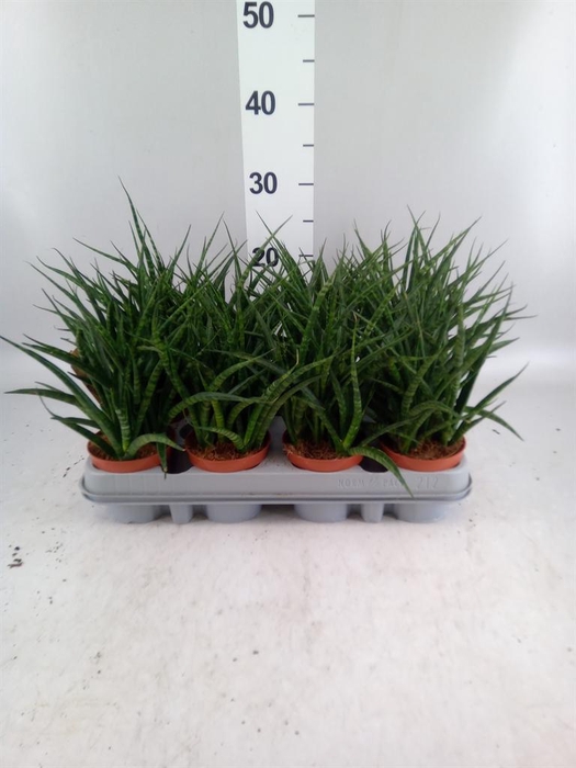 <h4>Sansevieria 'Fernwood'</h4>