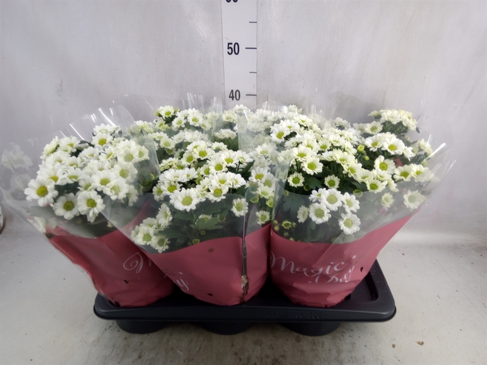 <h4>Chrysanthemum  'Magic Day'</h4>