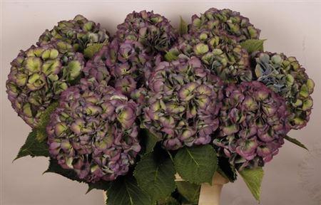 <h4>Hydr M Elbtal Cl</h4>