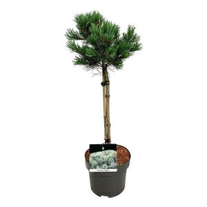 Pinus parv. 'Negishi'