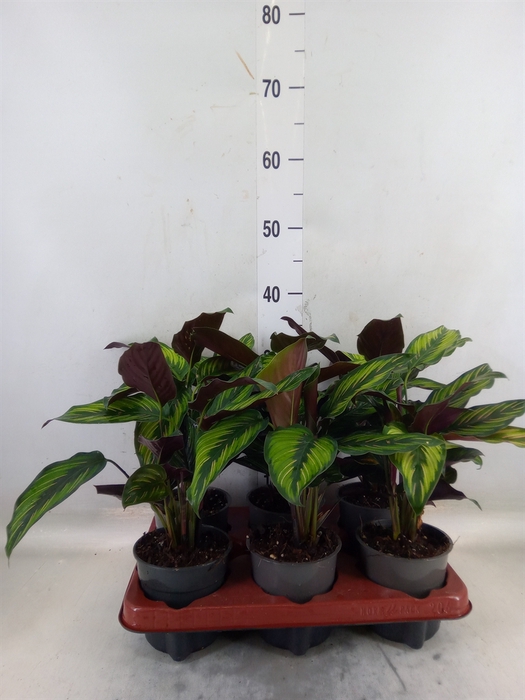 <h4>Calathea   ...</h4>