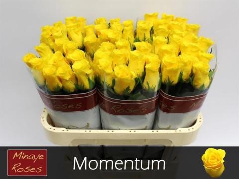 <h4>Rosa large momentum+</h4>