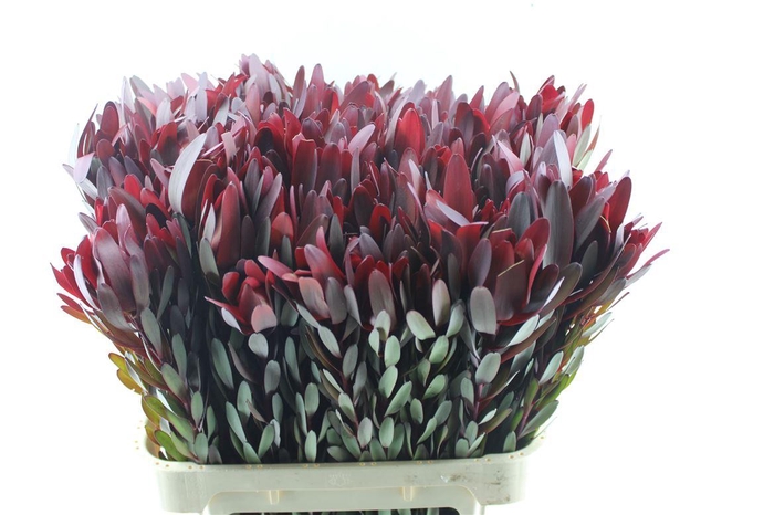 <h4>Leucad Saf Sunset</h4>