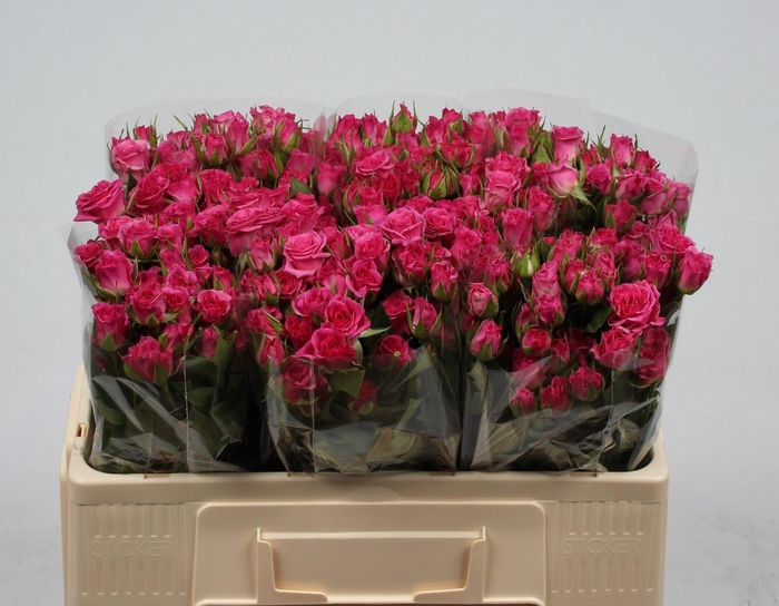 <h4>R TR LIANNE</h4>