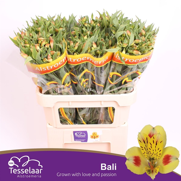 <h4>Alstroemeria Bali</h4>
