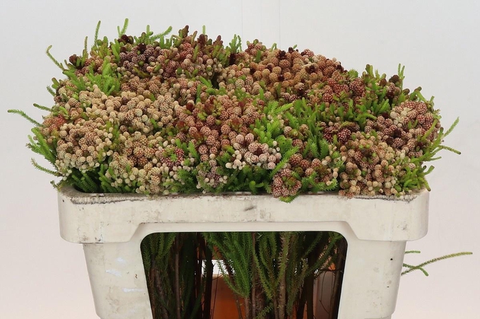 <h4>BERZ ALOPECUROIDES</h4>