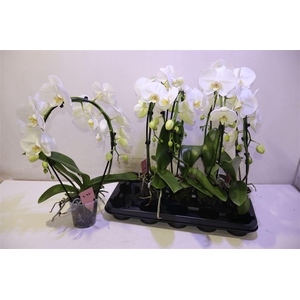 Phal An Glasgow Mirror