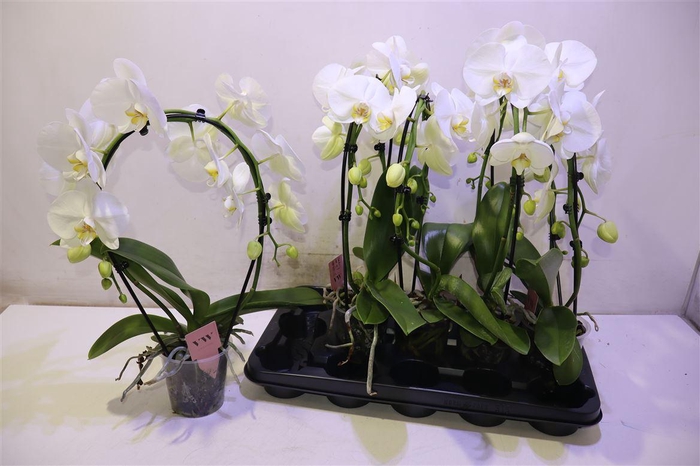 <h4>Phal An Glasgow Mirror</h4>