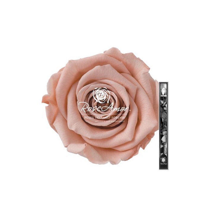 <h4>60cm Stem Pea01</h4>