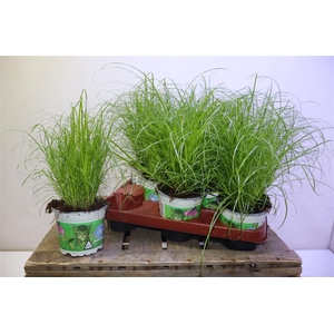 arr8 Cyper Alt Zumula