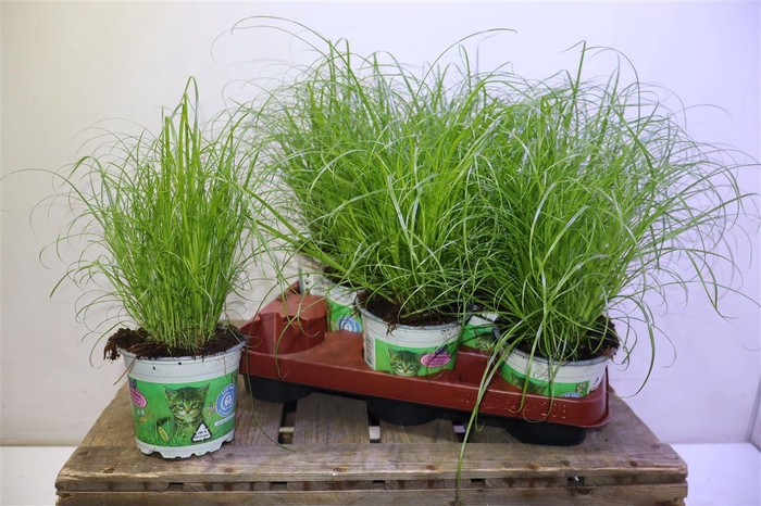 <h4>arr8 Cyper Alt Zumula</h4>