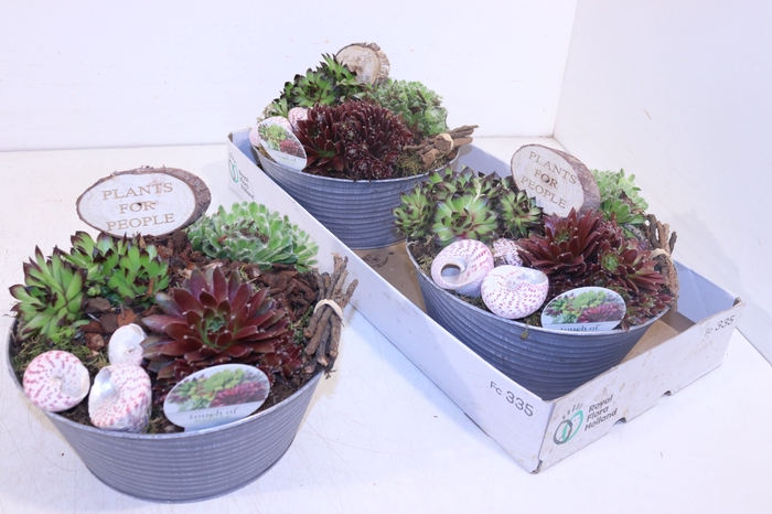 <h4>ARR SEMPERVIVUM</h4>