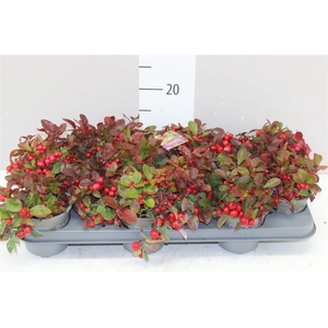 Gaultheria Procumb
