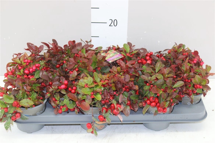 <h4>Gaultheria Procumb</h4>