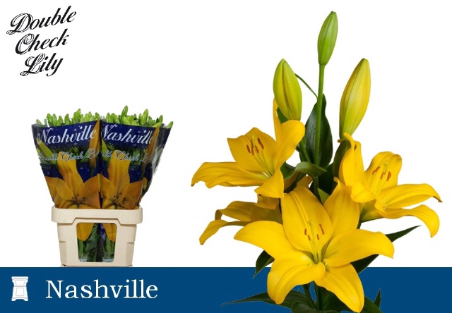 <h4>LI LA NASHVILLE</h4>