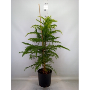 Araucaria heterophylla