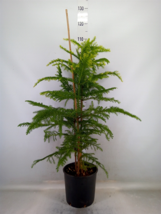 <h4>Araucaria heterophylla</h4>