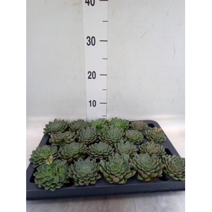 Graptopetalum tacitus