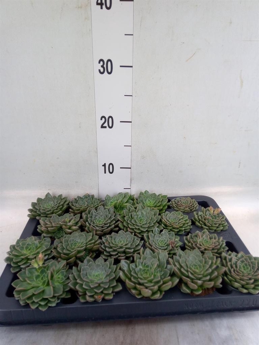 <h4>Graptopetalum tacitus</h4>