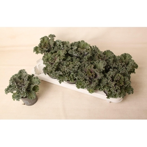 Brassica gekruld rood 10,5 cm