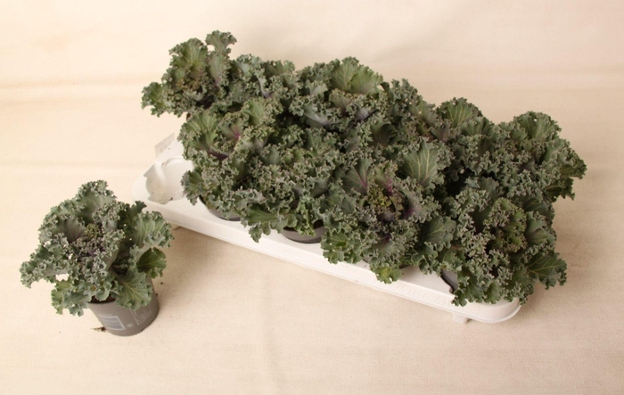 <h4>Brassica gekruld rood 10,5 cm</h4>