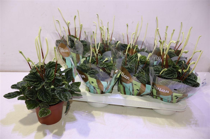 <h4>arr8 Pep Ca Lilian</h4>