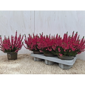 CALLU BL SABELLA